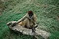 Geoffroy's spider monkey (Ateles geoffroyi)