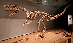 Skeleton of Monolophosaurus, a basal tetanuran from the Middle Jurassic of China