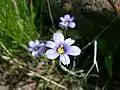 Narrow-leaf blue-eyed grass flowers near the St. Marys Rapids