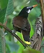 Montezuma oropendola