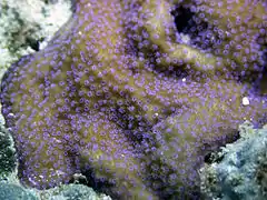 Montipora grisea