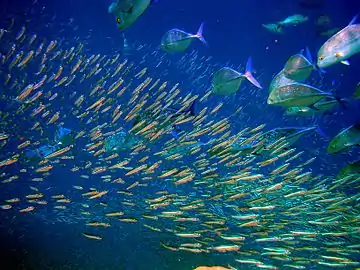 Image 5A school of large pelagic predator fish (bluefin trevally) sizing up a school of small pelagic prey fish (anchovies) (from Pelagic fish)