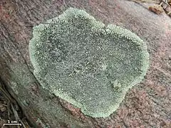 a rough pink rock with a pale green splotch with lobed edges and a darker centre studded with tiny, black-centred disks