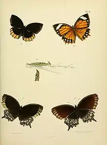 Subspecies fraterna Butler, 1871, larva and pupa Figs. 1, 1a, 1b.