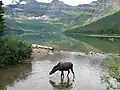 Moose at Cameron Lake