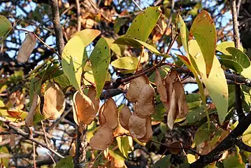 Winter foliage and dry seed pods in Namibia