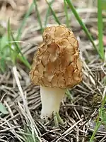  A brown, sponge-like cap on a white stem, surrounded by dead grass.