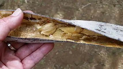 Open M. stenopetala fruit pod revealing mature seeds inside