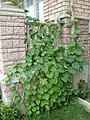 Climbing morning glory vine (Ipomoea purpurea)