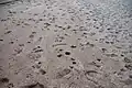 Animal and human tracks in the sand