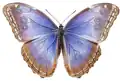 Morpho helenor octavia