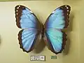 Morpho helenor hector