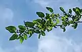 Flowers and leaves in Spain