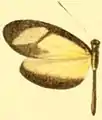 M. p. methymna