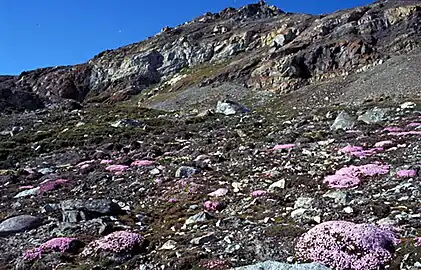 Scattered in Svalbard