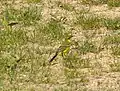 Adult male yellow-crowned wagtail (M. f. flavissima)