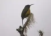 sunbird with brownish upperparts and pale orange-tinted underparts