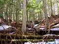 Giant Cedars Boardwalk Trail