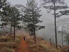 Mount Tapulao pine forest in fog