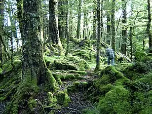 Mount of Moss, close to Te Anau, Fiordland.