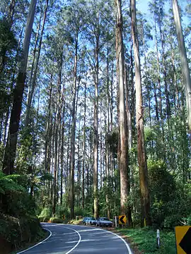 Eucalyptus regnans,a tree almost 100 m tall