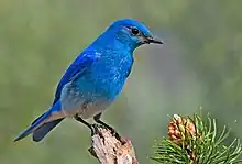 A blue bird with a light underside and black eyes, perched on a pine branch.