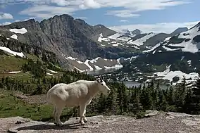 with mountain goat