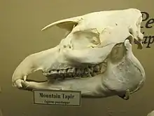 Mountain tapir skull