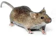 House mouse (Mus musculus)