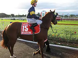 Winner of 2009 Stradbroke Handicap