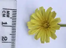 Microseris scapigera flower measurement