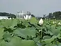 Lake in Muan with a Lotus-shaped building.