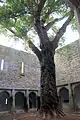 Courtyard with cloister and yew tree.