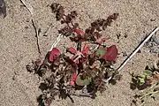 Growing in sand with developing inflorescences