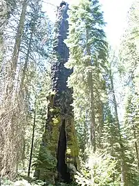 The Muir Snag