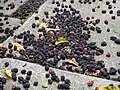 Mulberries fallen to the ground in peak season.