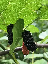 Mulberry in southern Brazil