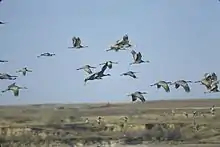 Sandhill cranes in flight, Muleshoe National Wildlife Refuge