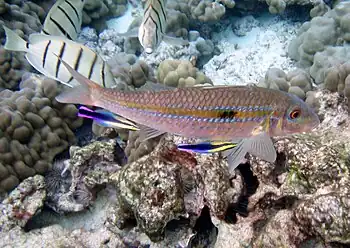 A goatfish (Mulloidichthys flavolineatus) at Kona, Hawaii, being cleaned by two Hawaiian cleaner wrasses