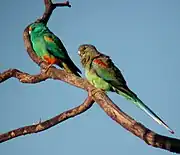 The females have a brown head and neck, a green belly, and blue-green wings and tail. The males are blue-green with orange shoulders and mark above the beak, and red ankles