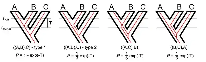 Multispecies coalescent for rooted three-taxon tree