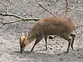 Reeves's muntjac