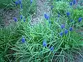 Muscari armeniacum growing in the wild in Oshakan, Armenia