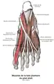 Muscles of the sole of the foot. Second layer.