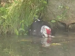 Mating in water; the large drake entirely submerges the smaller hen