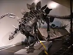 Section of Natural HistoryStegosaurus skeleton