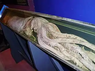 Giant squid(Architeuthis dux)