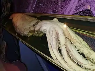 Giant squid(Architeuthis dux)