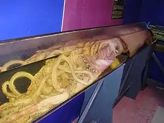 Giant squid(Architeuthis dux)