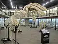 Skeletons on display in 2013 before remodel